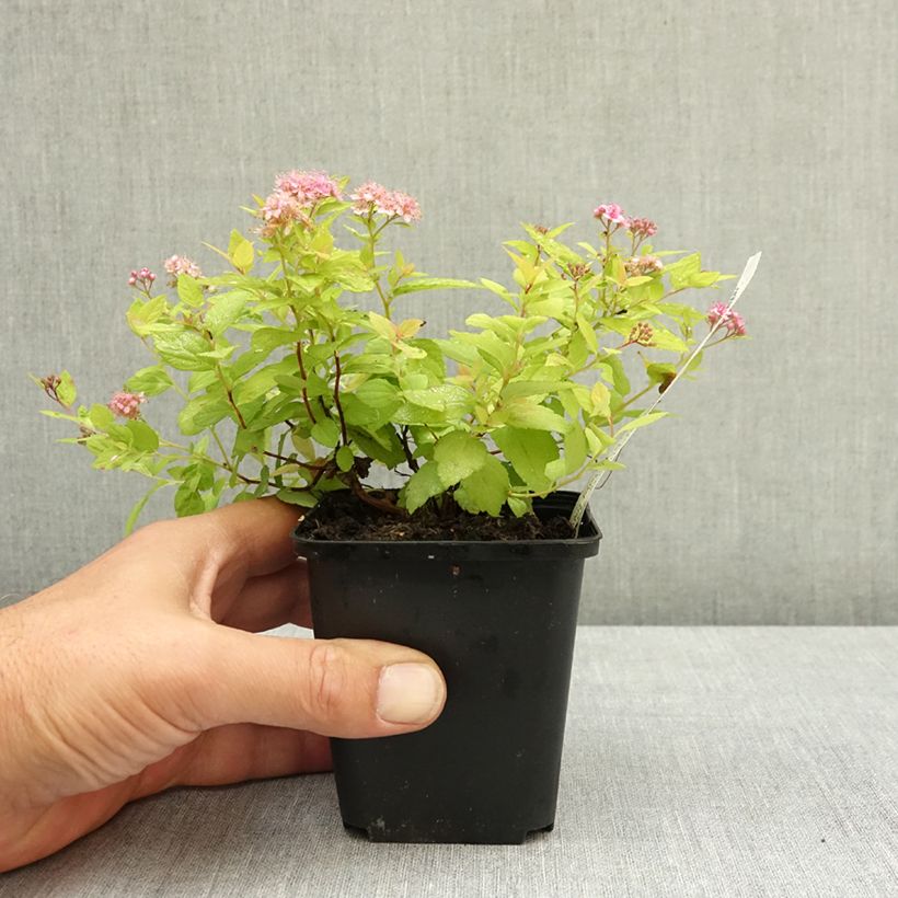 Example of Spirée japonaise Goldmound -  Spiraea japonica Godet de 8/9 cm as you get in ete