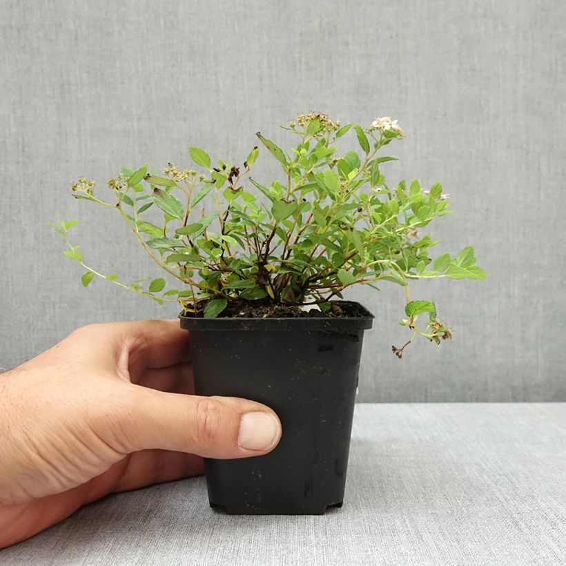 Example of Spirée japonaise Little Princess - Spiraea japonica Godet de 8/9 cm as you get in ete