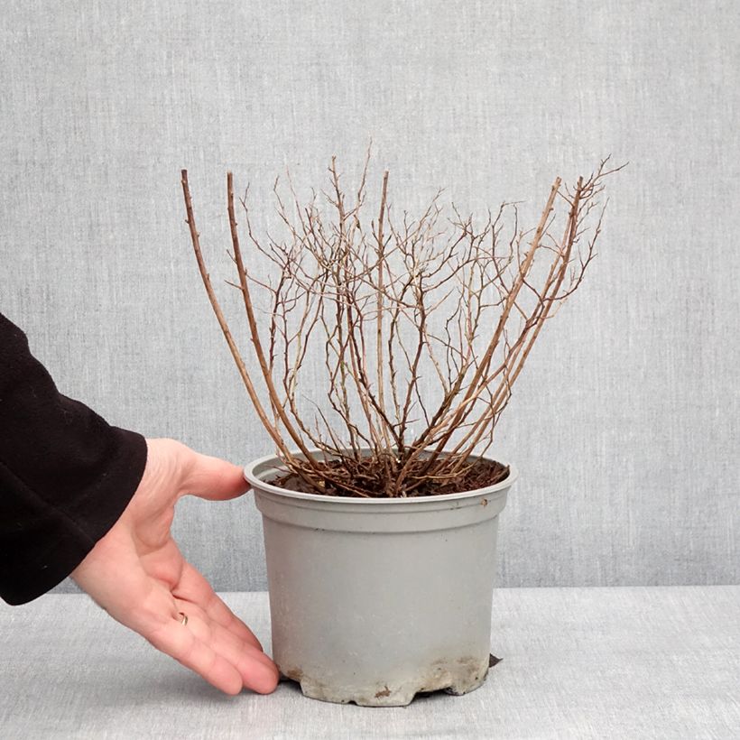Example of Spirée du japon Merlo Gold- Spiraea japonica Pot de 2L/3L as you get in hiver