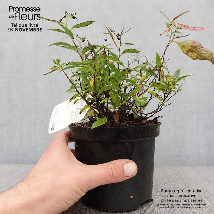 Example of Spirée japonaise Shirobana - Spiraea japonica Pot de 1L/1,5L as you get in automne