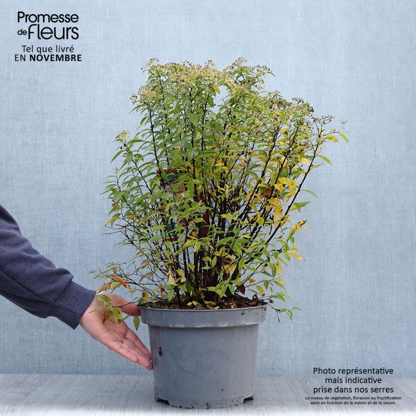 Example of Spirée japonaise Shirobana - Spiraea japonica Pot de 7,5L/10L as you get in automne