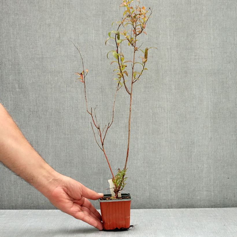 Example of Spirée japonaise - Spiraea japonica Dart's Red Godet de 8/9 cm as you get in ete