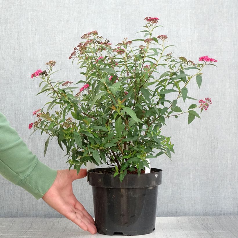 Example of Spirée japonaise - Spiraea japonica Neon Flash Pot de 2L/3L as you get in ete