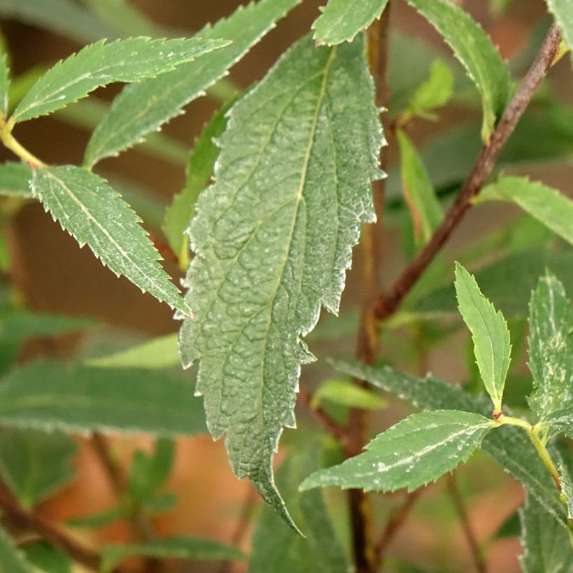Spirée japonaise - Spiraea japonica Neon Flash (Foliage)