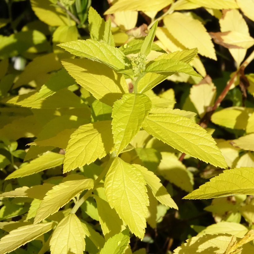 Spirée japonaise White Gold - Spiraea japonica (Foliage)