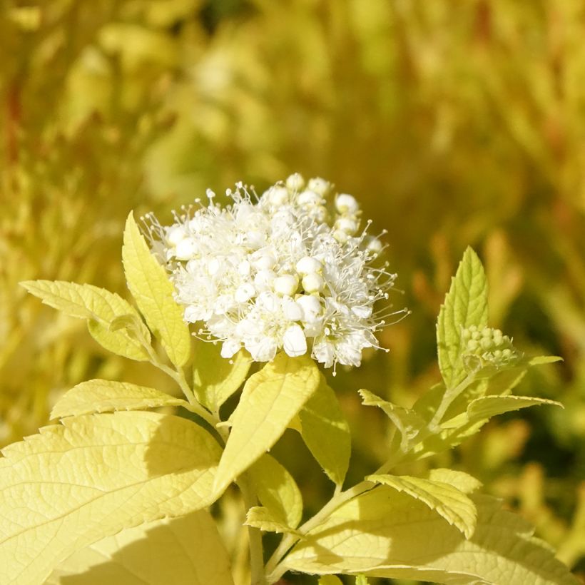Spirée japonaise White Gold - Spiraea japonica (Flowering)