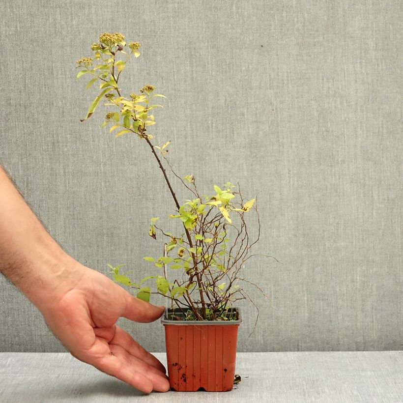 Example of Spirée japonaise White Gold - Spiraea japonica Godet de 8/9 cm as you get in ete