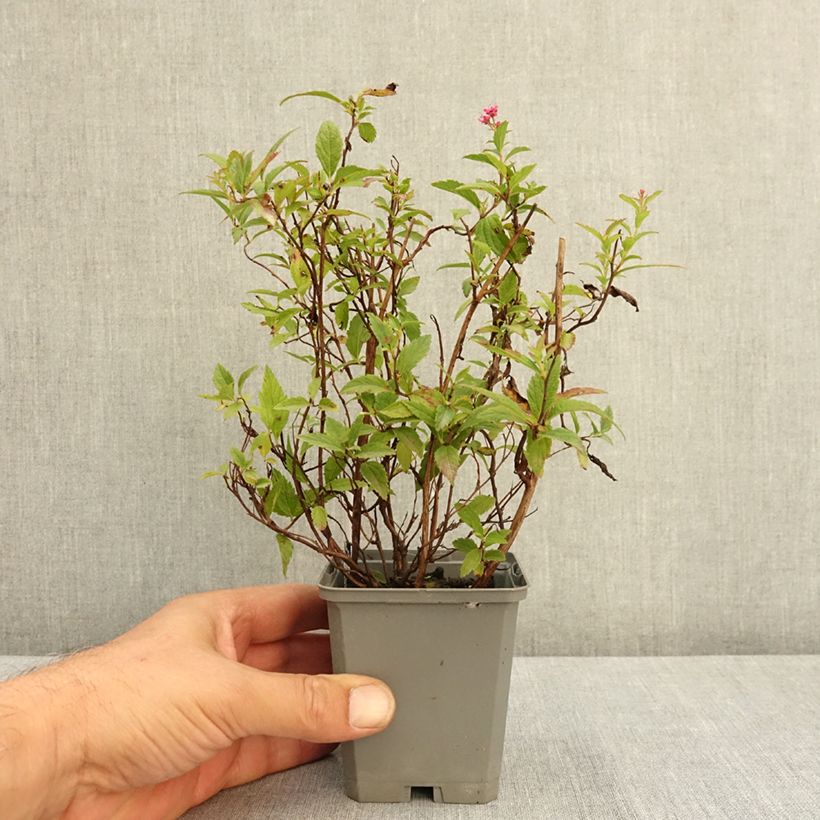 Example of Spirée japonica Anthony Waterer - Spiraea japonaise Godet de 8/9 cm as you get in ete