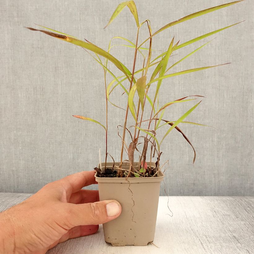 Example of Spodiopogon sibericus Godet de 8/9 cm as you get in ete