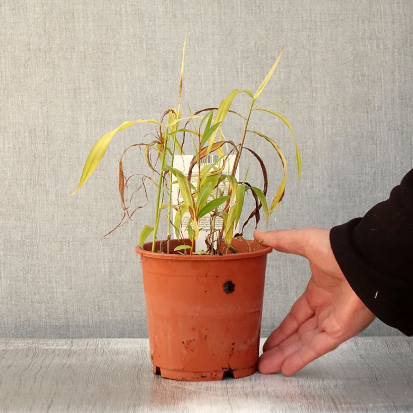 Example of Spodiopogon sibiricus West Lake - Graminée d'ornement Pot de 1L/1,5L as you get in automne