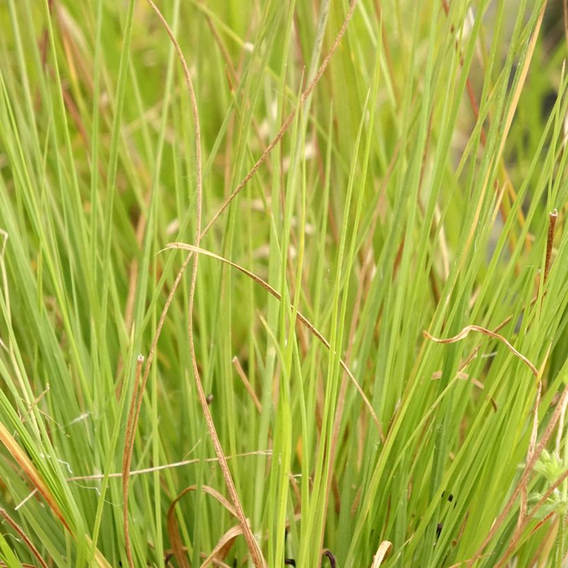 Sporobolus heterolepsis Wisconsin Strain - Sporobole à glumes inégales (Foliage)