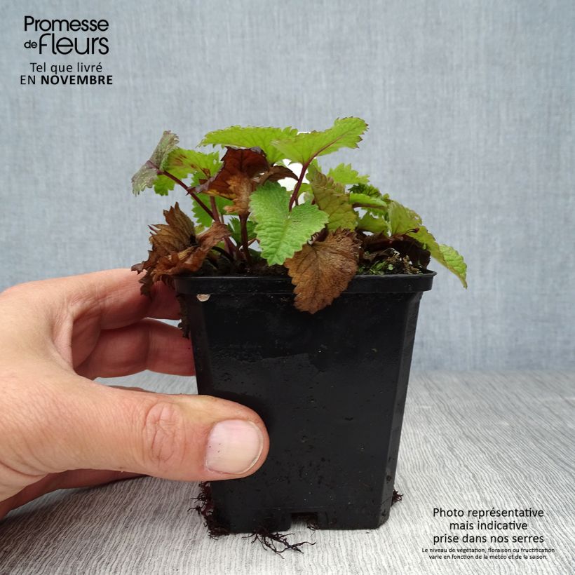 Example of Stachys grandiflora Superba Godet de 8/9 cm as you get in automne