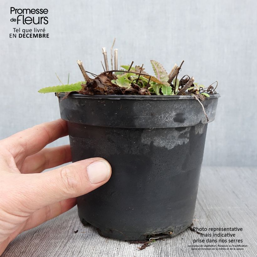 Example of Stachys monieri Hummelo - Epiaire Pot de 2L/3L as you get in automne