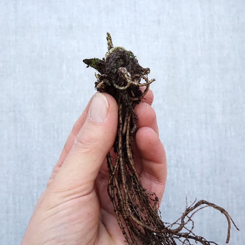 Example of Stachys monieri Hummelo - Epiaire Petites Racines nues as you get in hiver