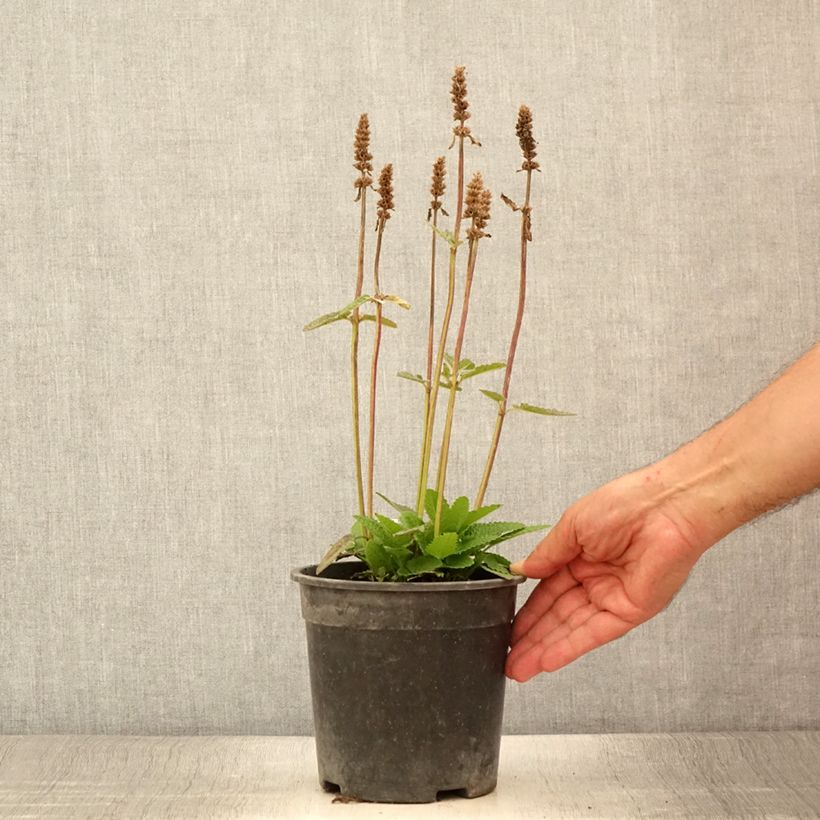 Example of Stachys officinalis Pink Cotton Candy - Bétoine officinale Pot de 2L/3L as you get in ete
