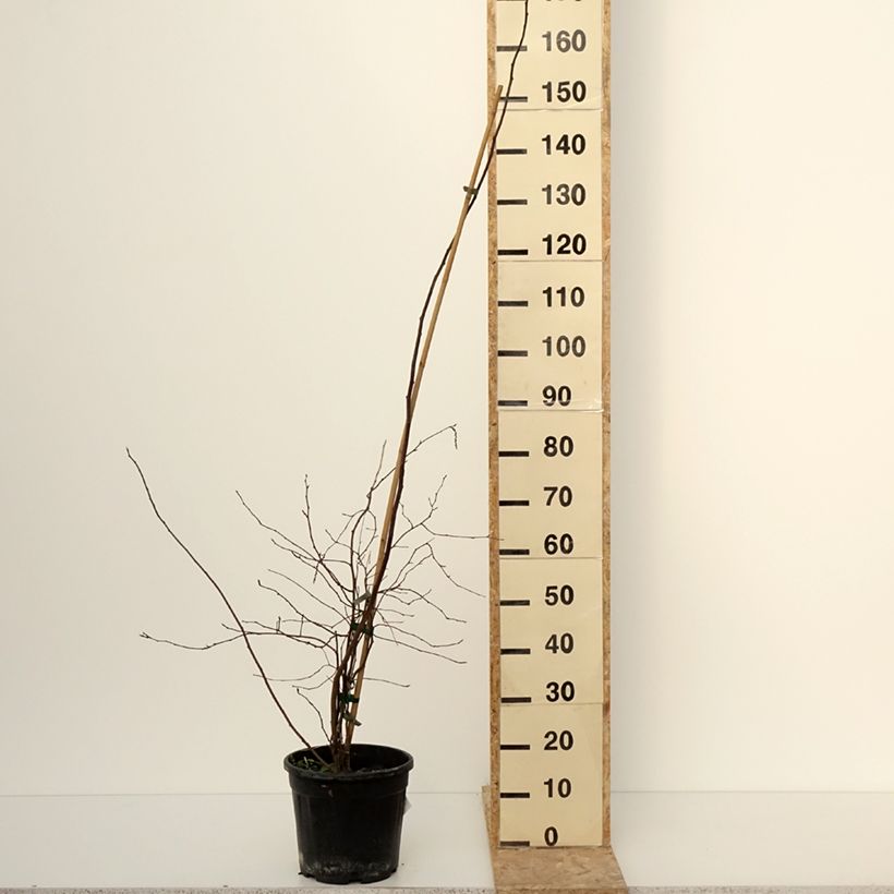 Example of Stachyurus chinensis Goldbeater Pot de 7,5L/10L as you get in hiver