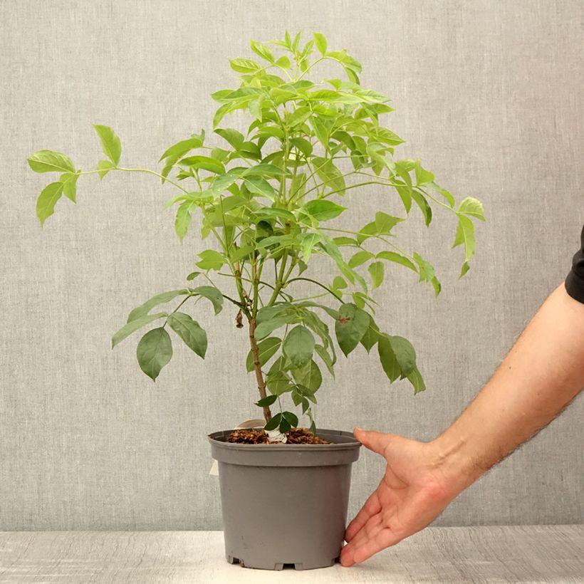Example of Staphylea pinnata - Faux pistachier Pot de 3L/4L as you get in ete