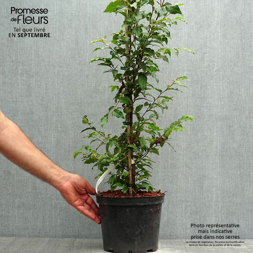 Example of Stewartia monadelpha  Pot de 4L/5L as you get in automne