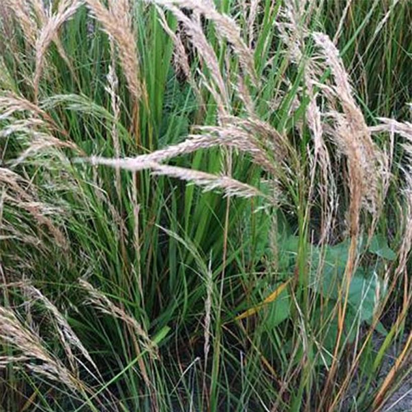 Stipa calamagrostis - Achnaterum (Flowering)