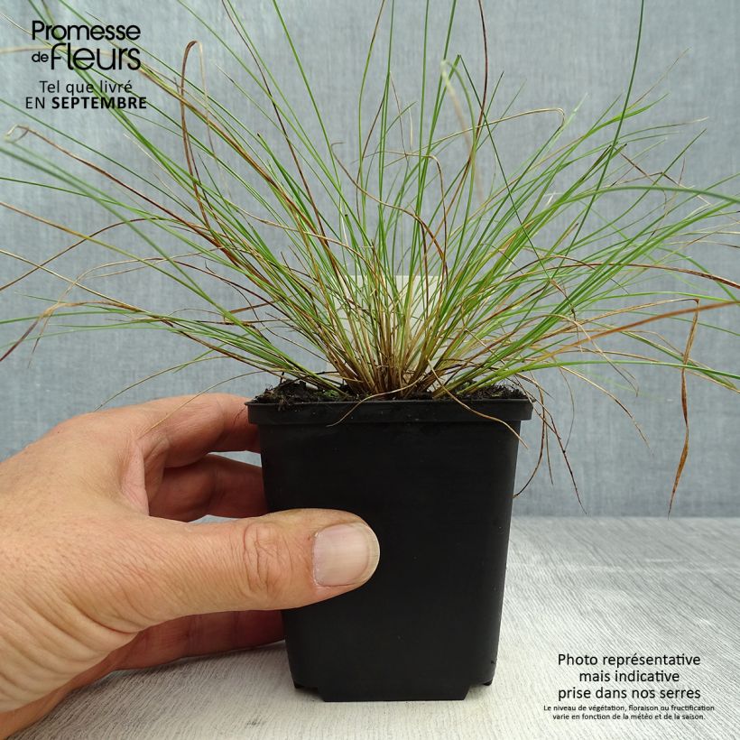 Example of Stipa capillata - Stipe capillaire Godet de 8/9 cm as you get in automne