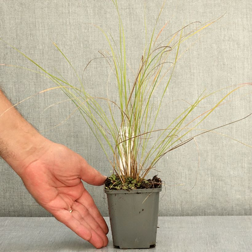 Example of Stipa pulcherrima - Stipe admirable Godet de 8/9 cm as you get in ete