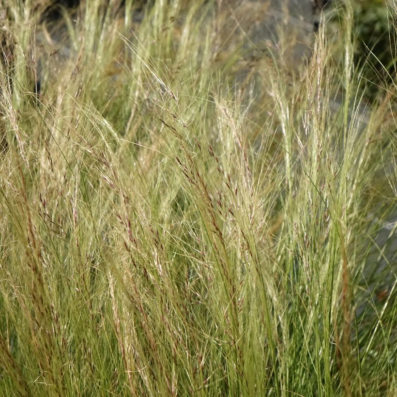 Stipa trichotoma Palomino - Stipe à feuilles dentées (Flowering)