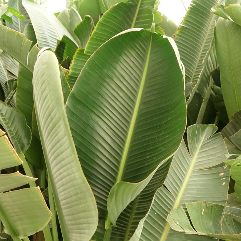 Strelitzia augusta (alba) - Oiseau de Paradis blanc  (Foliage)