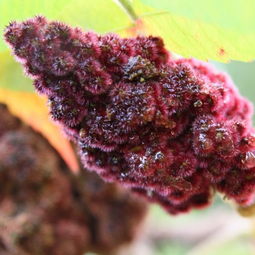Sumac de Virginie - Rhus typhina (Flowering)