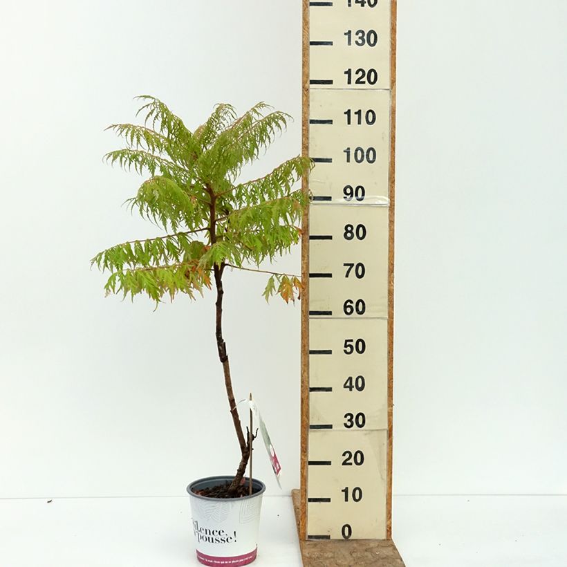 Example of Sumac de Virginie - Rhus typhina Dissecta Pot de 3L/4L as you get in ete