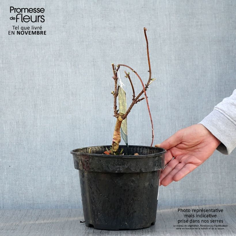 Example of Sureau à grappes - Sambucus racemosa Goldenlocks Pot de 4L/5L as you get in automne