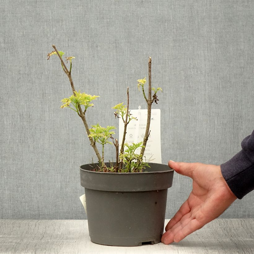 Example of Sureau à grappes - Sambucus racemosa Sutherland Gold Pot de 2L/3L as you get in ete