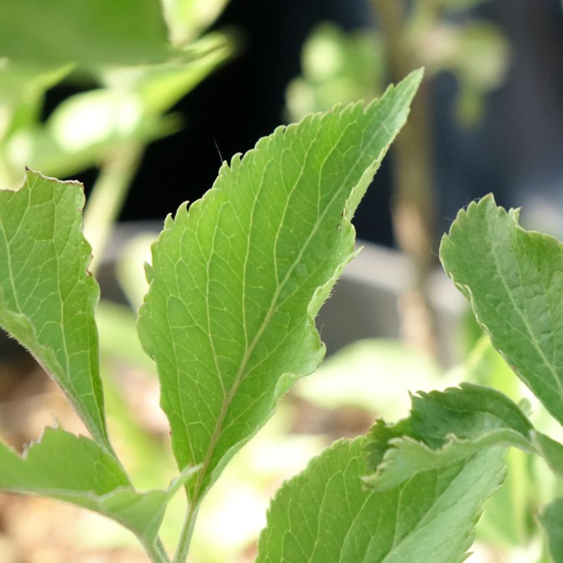 Sureau noir - Sambucus nigra Albida (Foliage)