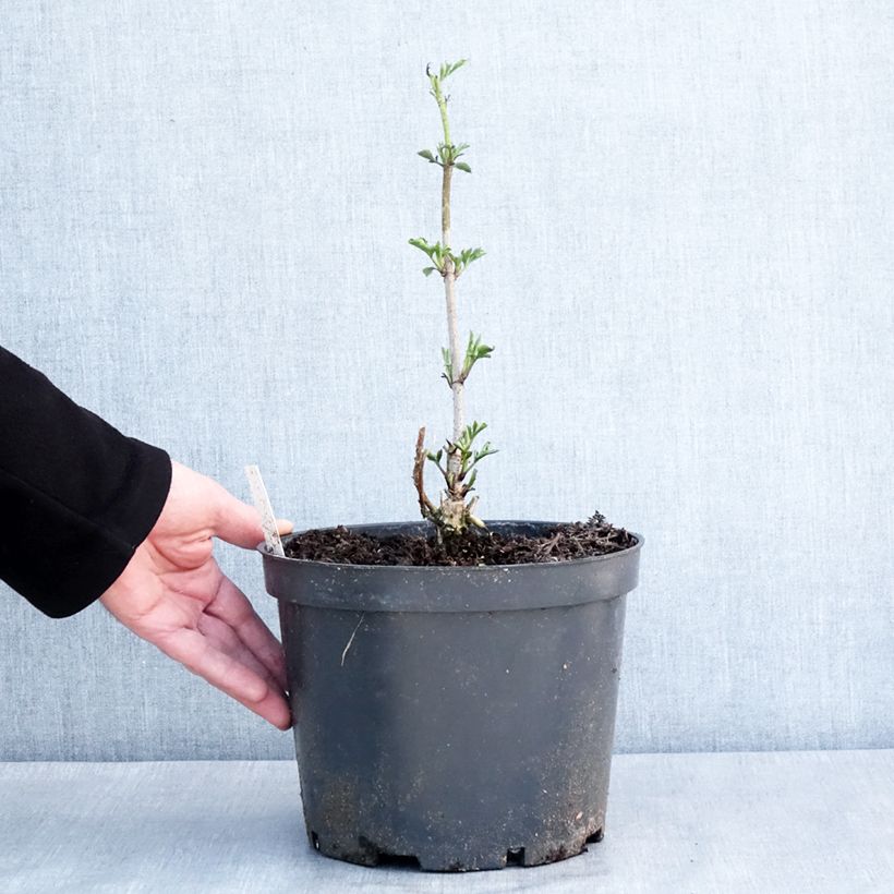 Example of Sureau noir - Sambucus nigra Anatole Pot de 4L/5L as you get in hiver