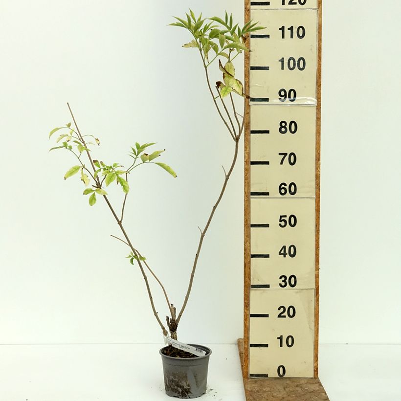 Example of Sureau noir  - Sambucus nigra Aurea Pot de 2L/3L as you get in ete