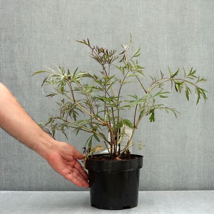 Example of Sureau noir - Sambucus nigra Black Lace (Eva) Pot de 2L/3L as you get in ete