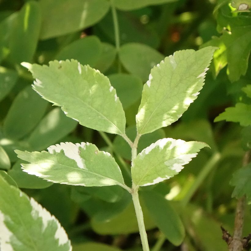 Sureau noir - Sambucus nigra Golden Spark (Foliage)