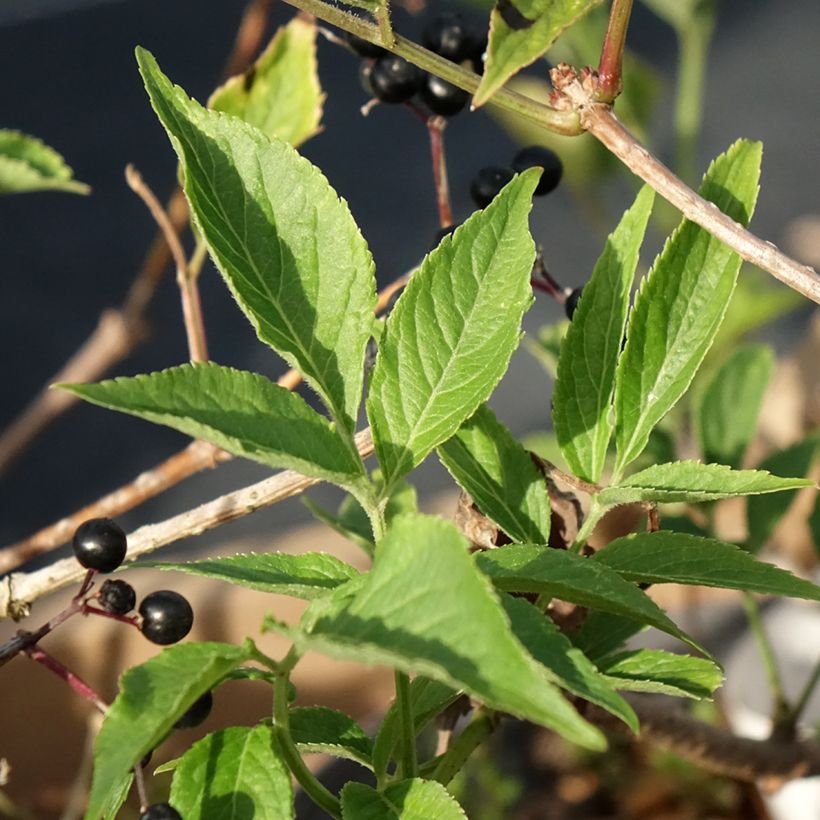 Sureau noir - Sambucus nigra Haidegg 17 (Foliage)