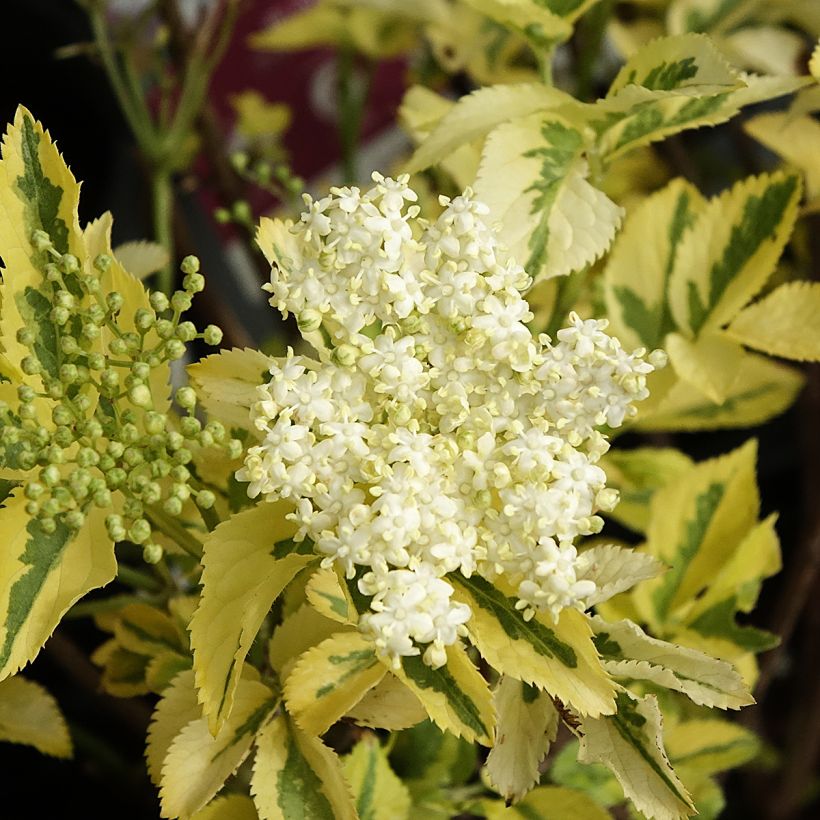 Sureau noir - Sambucus nigra Madonna (Flowering)
