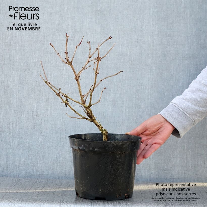 Example of Sureau noir - Sambucus nigra Marion Bull Pot de 4L/5L as you get in automne