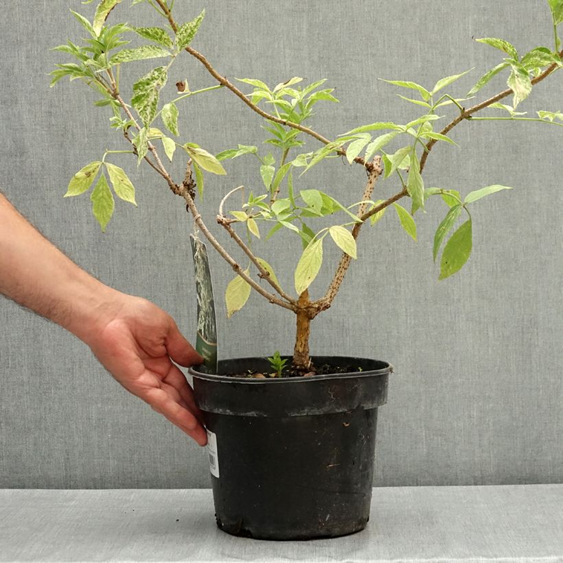 Example of Sureau noir - Sambucus nigra Pulverulenta Pot de 3L/4L as you get in ete