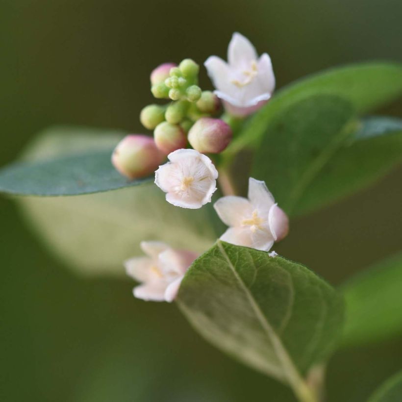Symphorine - Symphoricarpos x doorenbosii Magical Sweet (Flowering)