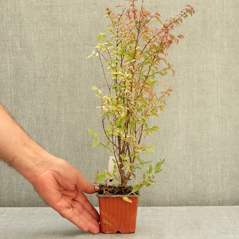 Example of Symphorine - Symphoricarpos Magical Berry Christmas Godet de 8/9 cm as you get in ete