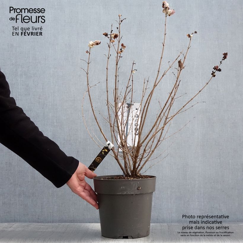 Example of Symphorine - Symphoricarpos orbiculatus Symphony Rave Pot de 4L/5L as you get in hiver