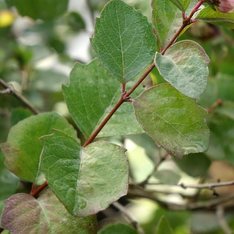 Symphorine - Symphoricarpos orbiculatus Symphony Rumble (Foliage)
