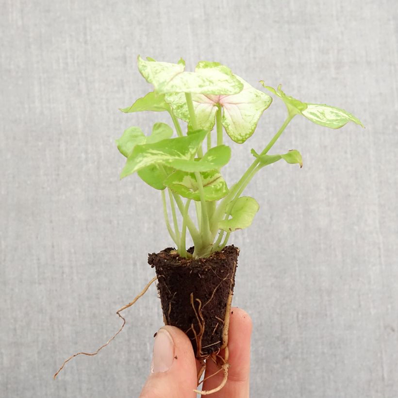 Example of Syngonium Golden Allusion Mini-plante as you get in printemps