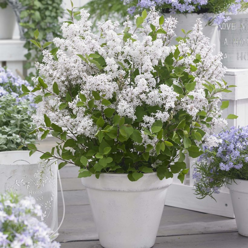 Lilas nain - Syringa meyeri Flowerfesta White (Plant habit)