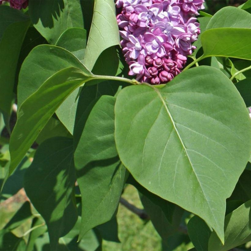 Lilas commun - Syringa vulgaris Paul Thirion (Foliage)