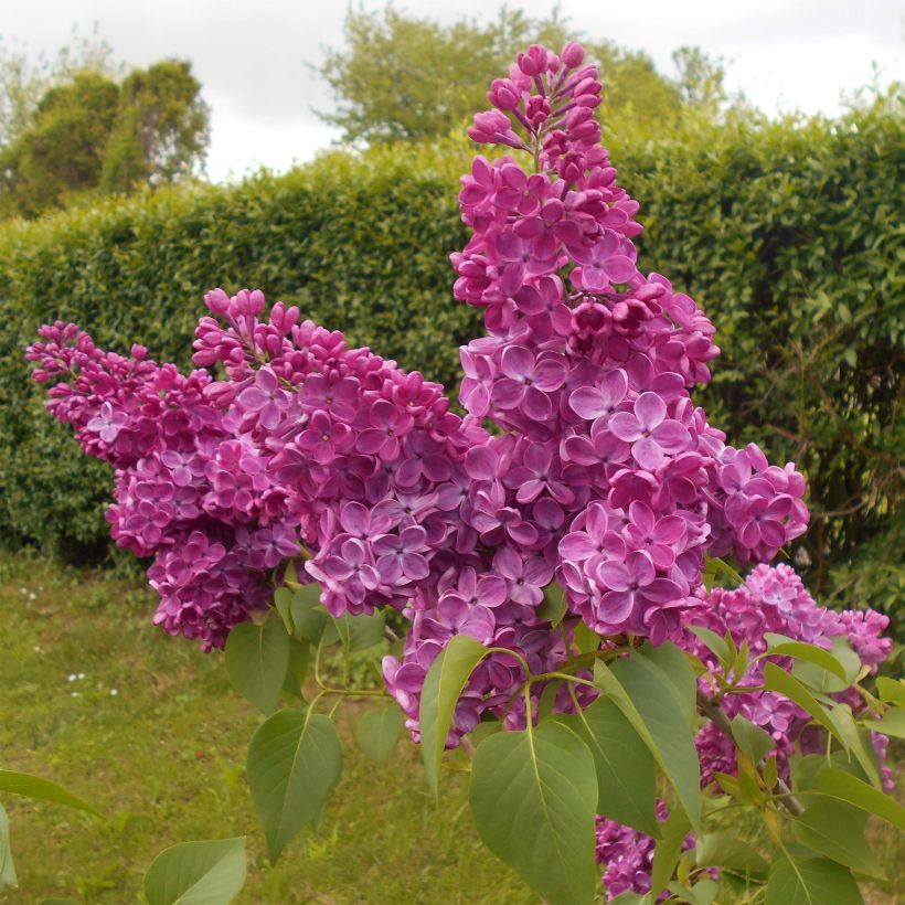 Lilas commun - Syringa vulgaris Znamya Lenina (Plant habit)