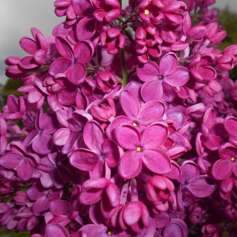 Lilas commun - Syringa vulgaris Znamya Lenina (Flowering)