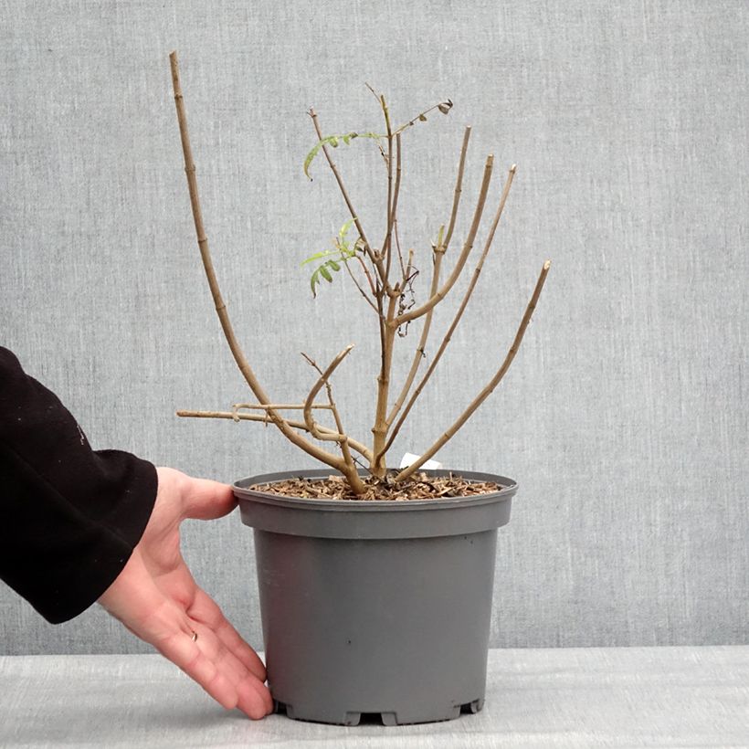 Example of Tagetes lemmonii - Tagète de Lemmon Pot de 3L/4L as you get in hiver